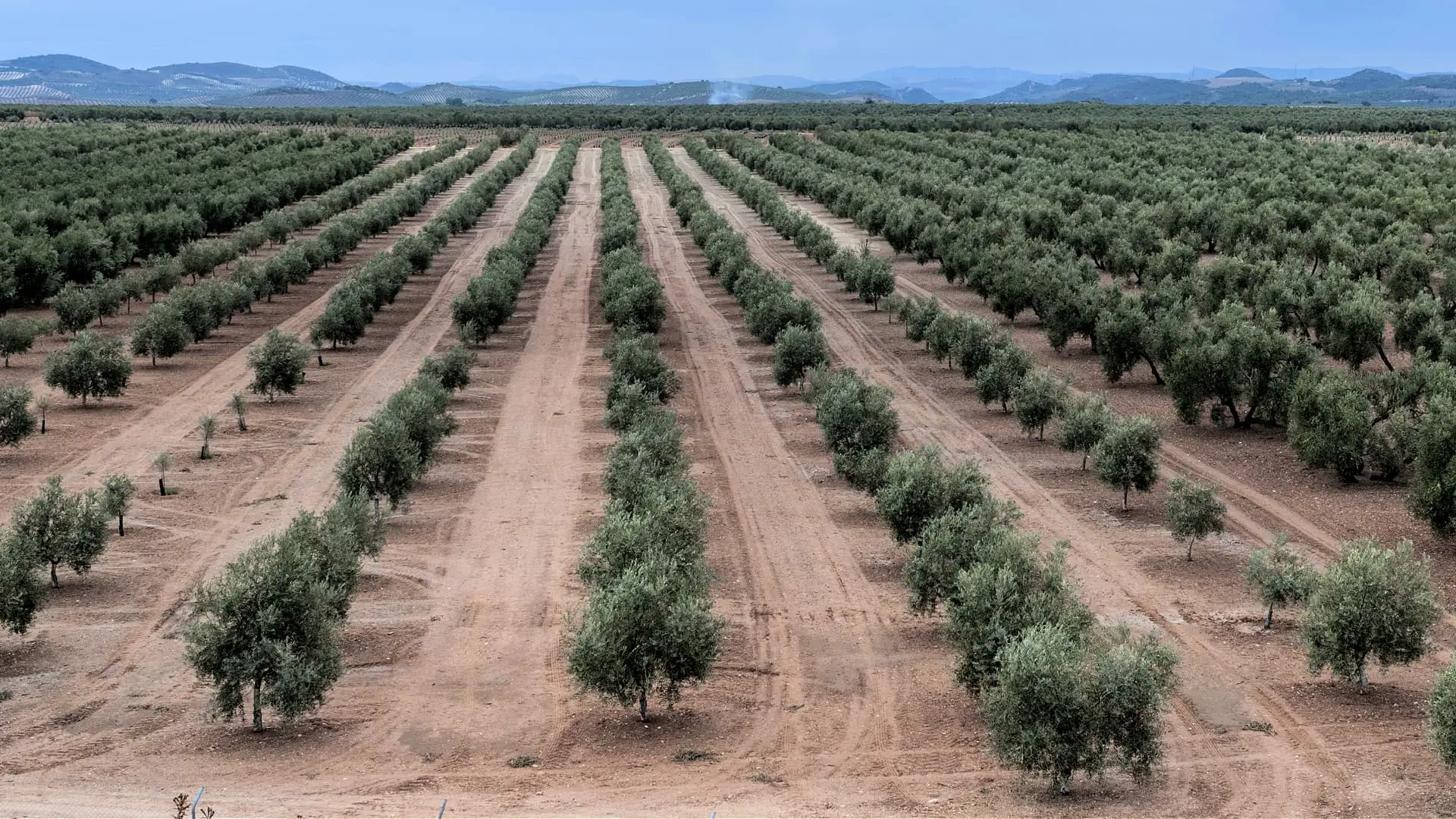 How Many Olive Trees Per Acre A Complete 2025 Guide for Investors and Farmers